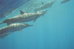 Dolphin Team